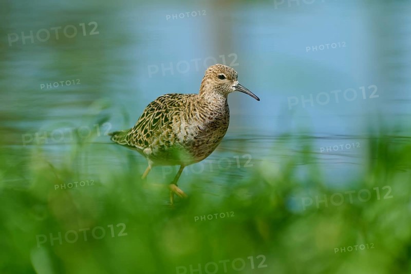 Female ruff (Philomachus pugnax), moving cautiously through the shallow water, France