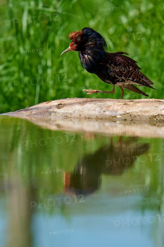 Ruff (Philomachus pugnax), walking near the water and reflected in the water, France