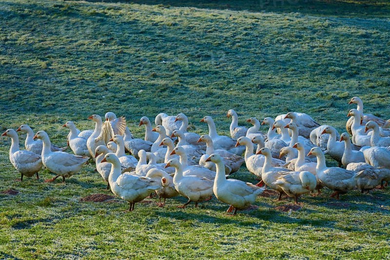 Geese gather in a tight group on a damp meadow, Kirchzell, Amorbach, Odenwald, Bavaria, Germany