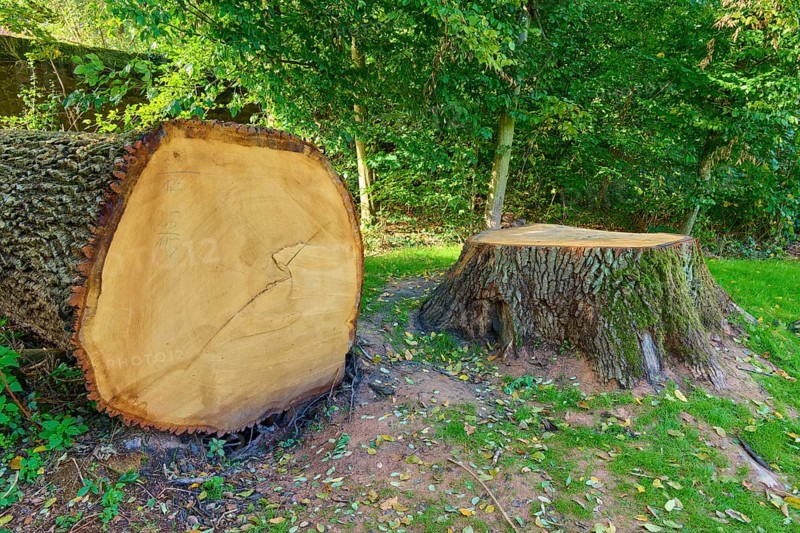 Felled oak tree with stump and visible annual rings, surrounded by dense trees, Amorbach, Odenwald, Bavaria, Germany