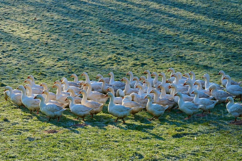 Geese move calmly across a meadow interspersed with light and shadow, Kirchzell, Amorbach, Odenwald, Bavaria, Germany