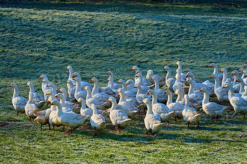Flock of geese crossing a dewy meadow at dawn, Kirchzell, Amorbach, Odenwald, Bavaria, Germany