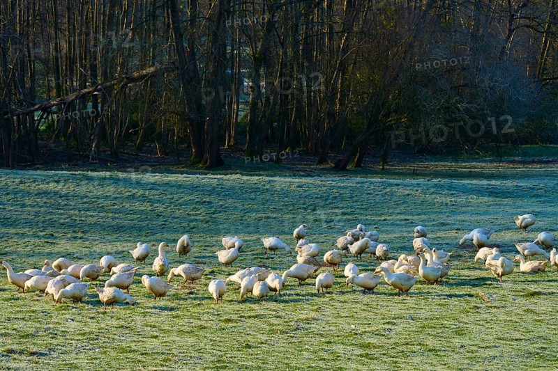 A flock of geese moves across a meadow bordered by a forest, Kirchzell, Amorbach, Odenwald, Bavaria, Germany