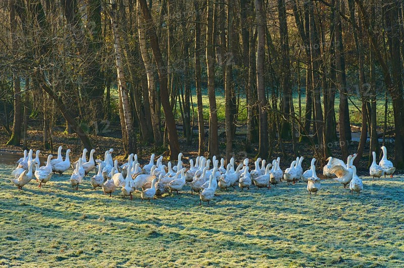 Geese standing on a frosty meadow near a dense forest, Kirchzell, Amorbach, Odenwald, Bavaria, Germany