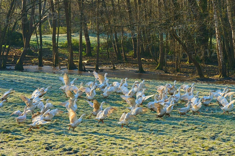Geese frolicking in a meadow covered with morning dew next to the edge of a forest, Kirchzell, Amorbach, Odenwald, Bavaria, Germany