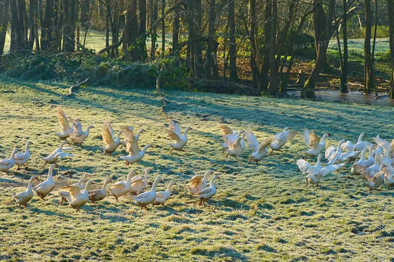 Geese move dynamically on a dewy meadow in front of a forest, Kirchzell, Amorbach, Odenwald, Bavaria, Germany
