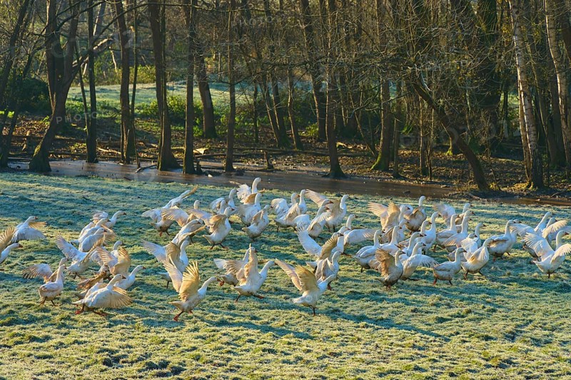A group of geese in motion on a cool, wooded meadow, Kirchzell, Amorbach, Odenwald, Bavaria, Germany