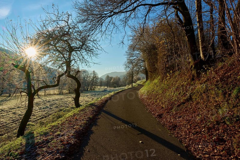 Sunlit path lined with bare trees in a frosty winter landscape, Kirchzell, Amorbach, Odenwald, Bavaria, Germany