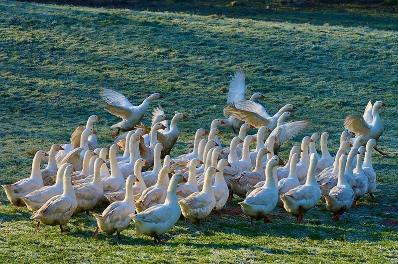 A large group of geese on a meadow covered with morning dew, Kirchzell, Amorbach, Odenwald, Bavaria, Germany