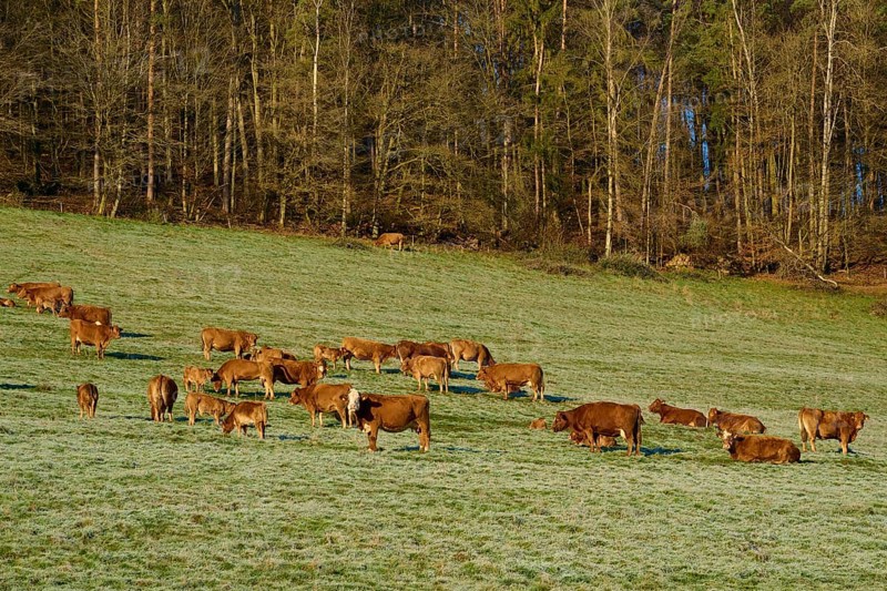 A group of cows grazing peacefully on a grassy landscape near a forest, Kirchzell, Amorbach, Odenwald, Bavaria, Germany