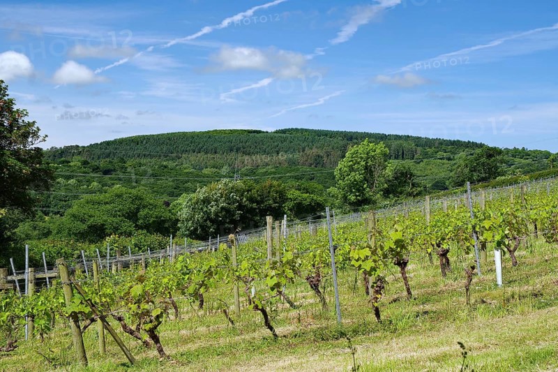 Vineyard on hilly landscape under blue sky with lush greenery, Camel Valley, Camel Trail, Cornwall, Cornwall, England, United Kingdom