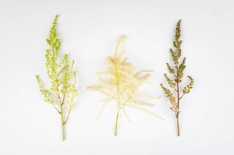 Three branches, white and pink astilbe (Astilbe) and forest honeysuckle (Aruncus dioicus), white background