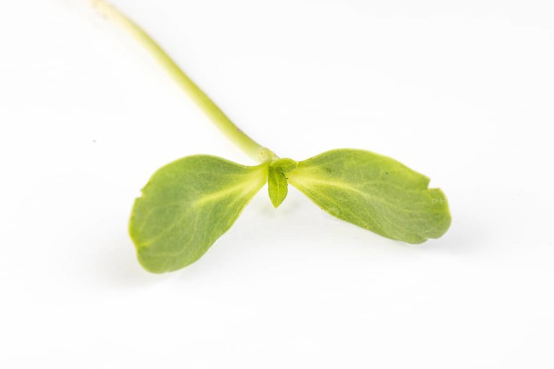 A fresh seedling of the sunflower (Helianthus annuus) with two green leaves on a white background