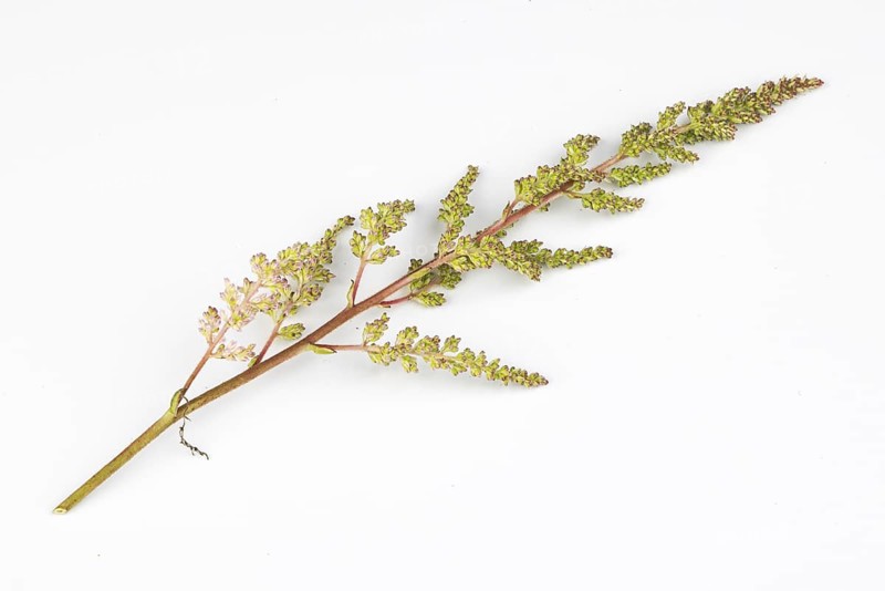 Branch of pink astilbe (Astilbe) on a white background