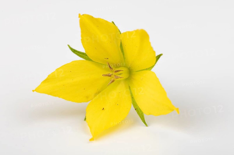 Yellow flower of Lysimachia punctata on a white background, close-up