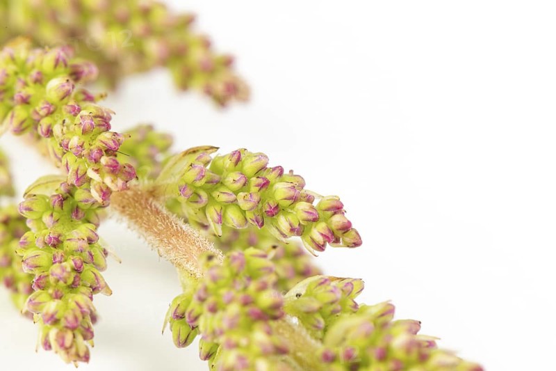 Close-up of buds of pink astilbe (Astilbe) with green and pink tones, on a white background