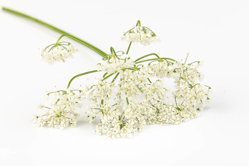 White flowers of the yarrow (Achillea) on a white background
