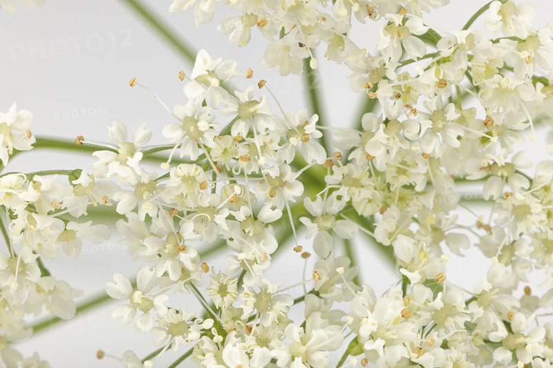 Macro photograph of white yarrow (Achillea) flowers on a white background
