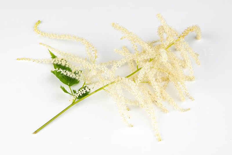 Branch of forest honeysuckle (Aruncus dioicus) with white flowers on a white background