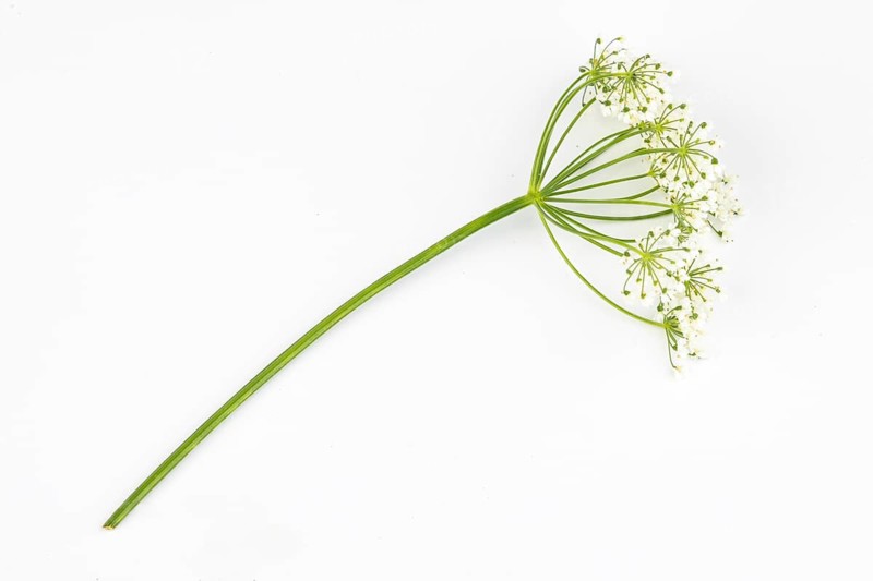 Branch of yarrow (Achillea) on a white background