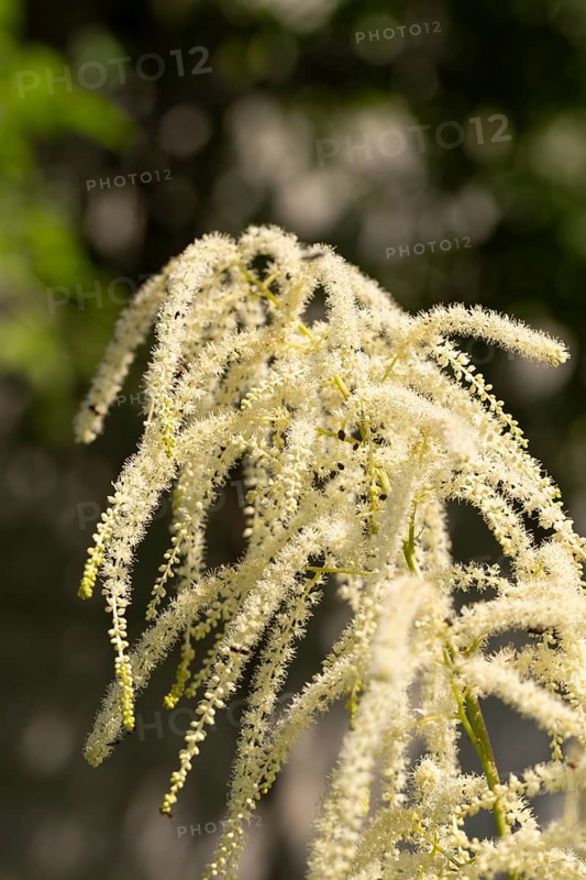 Delicate white flowers of the honeysuckle (Aruncus dioicus) against a blue sky, Neunkirchen, Lower Austria, Austria