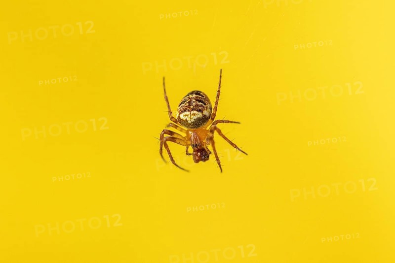 Cross spider (Araneus) in front of a light yellow background in close-up, Neunkirchen, Lower Austria, Austria
