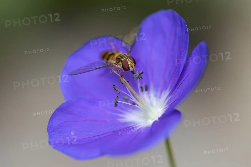 Delicate purple flower of the cranesbill (Geranium) with a hoverfly (Syrphidae), Neunkirchen, Lower Austria, Austria