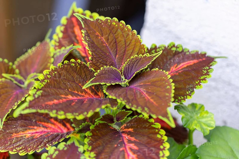 Detailed colourful leaves of the coloured nettle (Solenostemon scutellarioides) with green and red-brown ornaments, Neunkirchen, Lower Austria, Austria