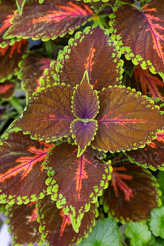 Detailed colourful leaves of the coloured nettle (Solenostemon scutellarioides) with green and red-brown ornaments, Neunkirchen, Lower Austria, Austria