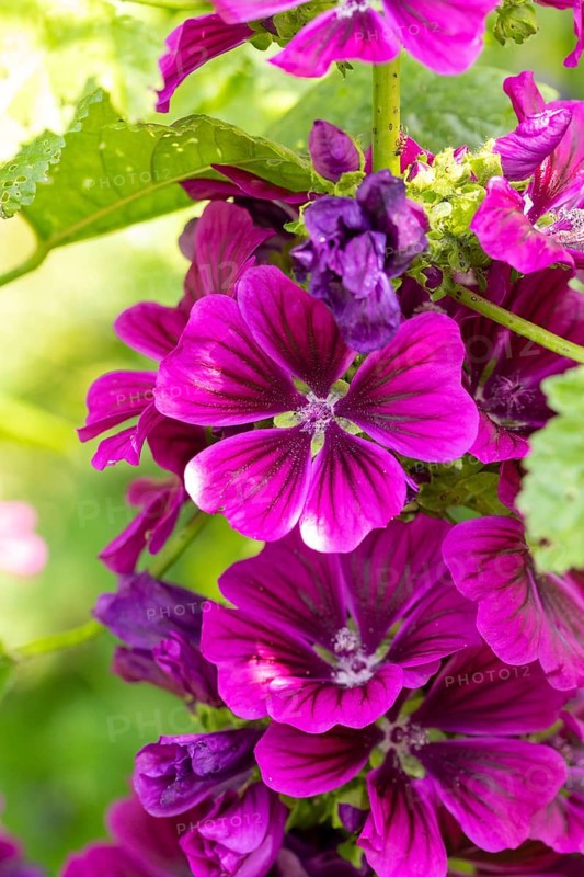 Close-up of purple flowers of Common mallow (Malva sylvestris) with green accents in bright summer light, Neunkirchen, Lower Austria, Austria