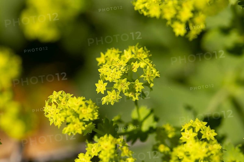 Bright little yellow star-shaped flowers of lady's mantle (Alchemilla) in the sunshine, Neunkirchen, Lower Austria, Austria