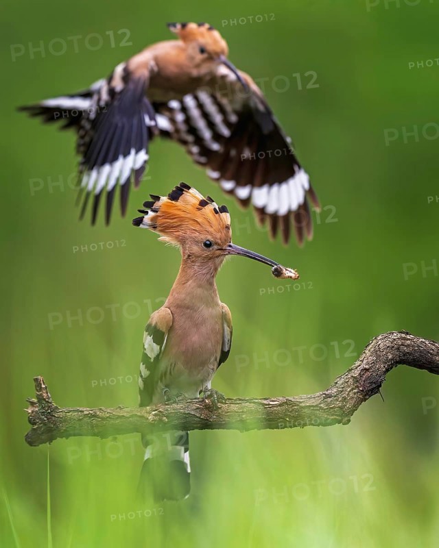 Hoopoe (Upupa epops) Bird of the Year 2022, male with food for his female, bridal gift, mating, courtship, begging for food, foraging, erected bonnet, pair, breeding cavity, sunrise, interaction, flying, begging for food, climate change, Middle Elbe Biosphere Reserve, Saxony-Anhalt, Germany