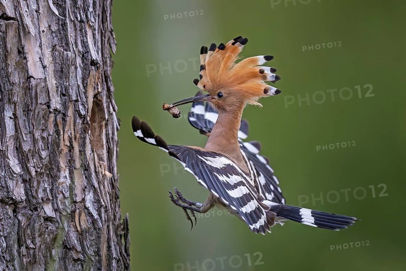 Hoopoe (Upupa epops) Bird of the Year 2022, male with food for his female, bridal gift, mating, courtship, foraging, erected canopy, breeding den, sunrise, interaction, flying, approaching, wings, climate change, ringing, Middle Elbe Biosphere Reserve, Saxony-Anhalt, Germany