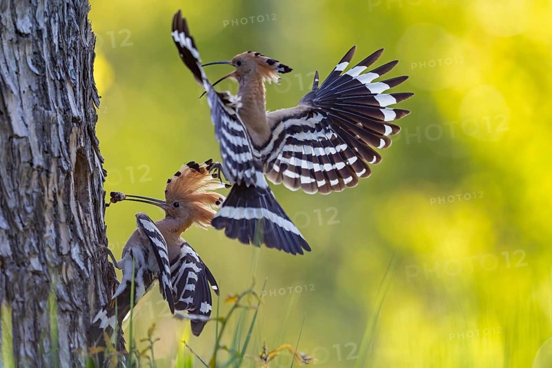 Hoopoe (Upupa epops) Bird of the Year 2022, male with food for his female, bridal gift, mating, courtship, begging for food, foraging, erected bonnet, pair, breeding cavity, sunrise, interaction, flying, approaching, wings, climate change, Middle Elbe Biosphere Reserve, Saxony-Anhalt, Germany