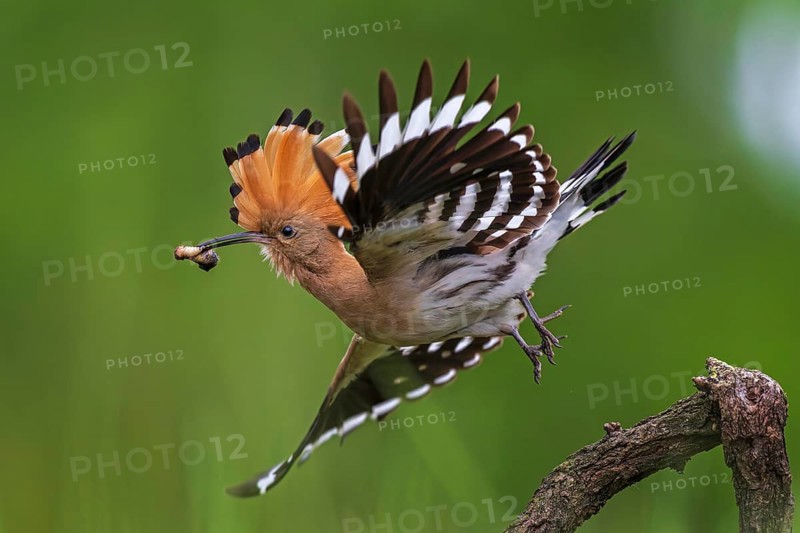 Hoopoe (Upupa epops) Bird of the Year 2022, male with food for his female, bridal gift, mating, courtship, foraging, erected bonnet, pair, breeding den, sunrise, interaction, flying, climate change, Middle Elbe Biosphere Reserve, Saxony-Anhalt, Germany