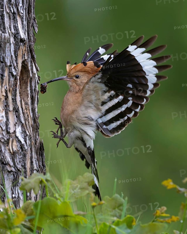 Hoopoe (Upupa epops) Bird of the Year 2022, female approaching the breeding cavity, landing, nesting site, breeding site, nuptial gift, pair formation, courtship, foraging, erected bonnet, pair, breeding cavity, sunrise, interaction, flying, foraging, climate change, Middle Elbe Biosphere Reserve, Saxony-Anhalt, Germany
