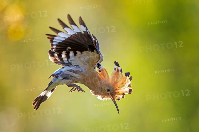 Hoopoe (Upupa epops) Bird of the Year 2022, female approaching, bridal gift, pair formation, courtship, begging for food, foraging, erected bonnet, pair, sunrise, interaction, flying, climate change, Middle Elbe Biosphere Reserve, Saxony-Anhalt, Germany