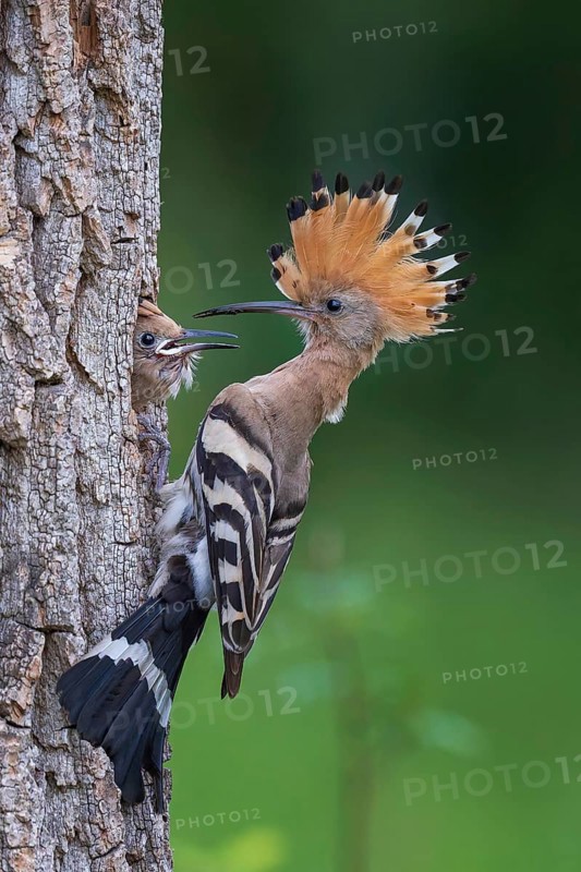 Hoopoe (Upupa epops) Bird of the Year 2022, male with food for the young bird, begging for food, foraging, erected canopy, breeding den, nesting site, tree hollow, young bird feeding, sunrise, interaction, flying, climate change, Middle Elbe Biosphere Reserve, Saxony-Anhalt, Germany