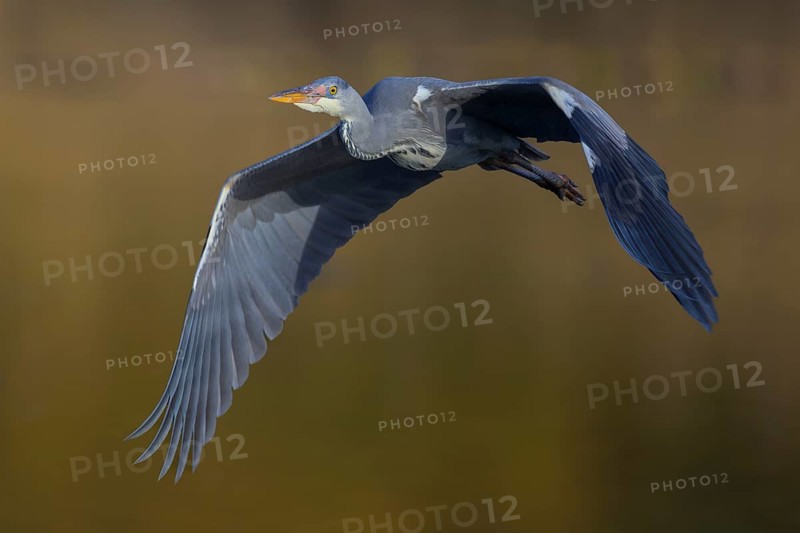 Grey heron (Ardea cinerea), young bird, in flight at last light, Neckar valley, Baden-Württemberg, Germany