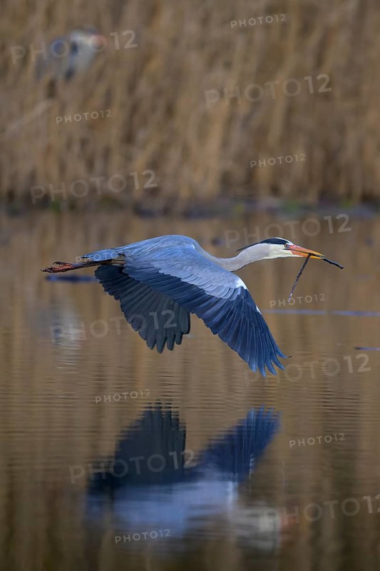 Grey heron (Ardea cinerea), adult heron in flight in front of reeds with nesting material in its beak, evening light, Neckar valley, Baden-Württemberg, Germany