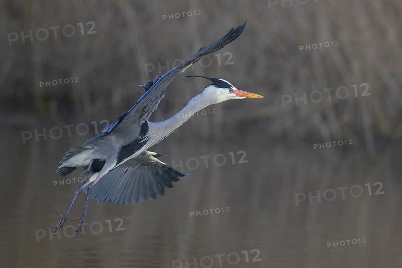 Grey heron (Ardea cinerea), adult heron in flight in front of reeds, Neckar valley, Baden-Württemberg, Germany
