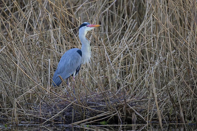 Grey heron (Ardea cinerea), adult heron standing on its eyrie in the reeds, Neckar valley, Baden-Württemberg, Germany