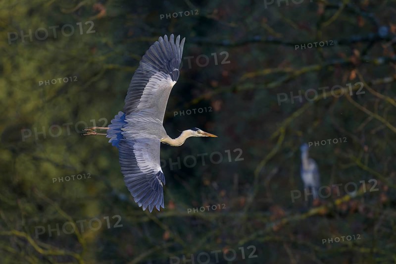 Grey heron (Ardea cinerea), adult heron in flight, evening light, Neckar valley, Baden-Württemberg, Germany