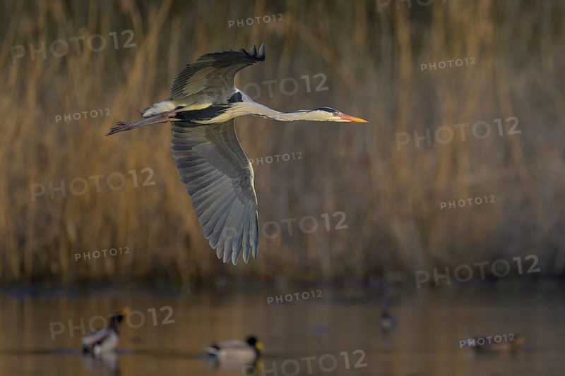 Grey heron (Ardea cinerea), adult heron in flight in front of reeds, evening light, Neckar valley, Baden-Württemberg, Germany