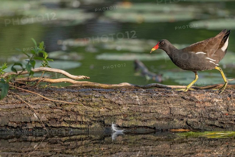 A bog hen (Gallinula chloropus) runs over a tree trunk to her chicks in her nest. Bas rhin, Alsace, grand est, France