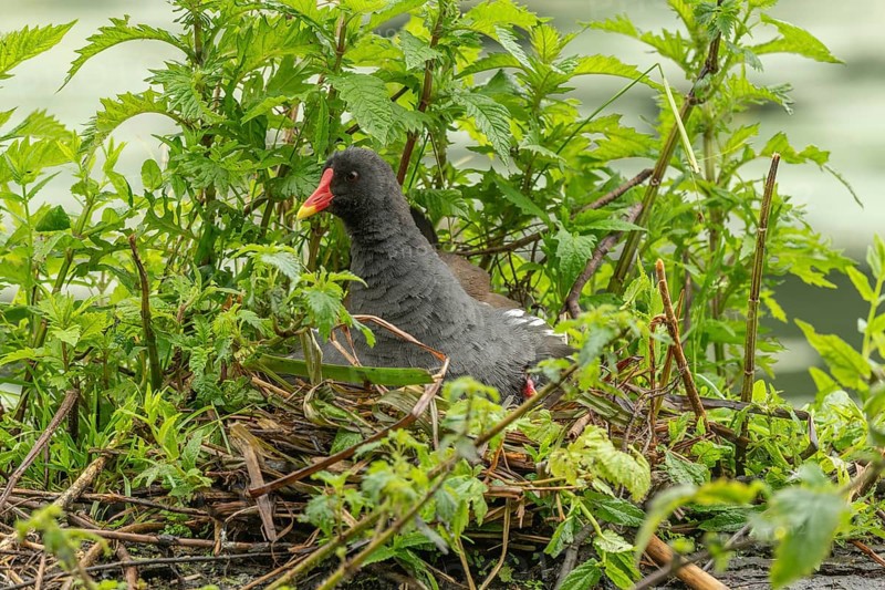 A Moorhen (Gallinula chloropus) on its nest broods its few-day-old chicks. Bas rhin, Alsace, grand est, France