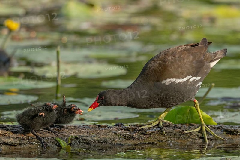 A common moorhen (Gallinula chloropus) provides food for its two-week-old young owl. Bas rhin, Alsace, grand est, France