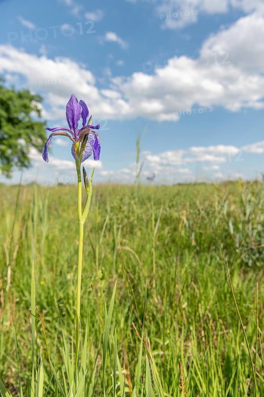 Siberian iris flowers in a meadow in a protected nature reserve. Herbsheim, Bas rhin, Alsace, grand est, France