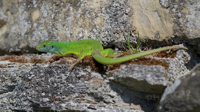 Western green lizard (Lacerta bilineata), resting on a stone of a dry stone wall, Neckar valley, Baden-Württemberg, Germany