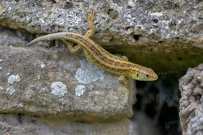 Sand lizard (Lacerta agilis), female, resting on a stone of a dry stone wall, Neckar valley, Baden-Württemberg, Germanyå